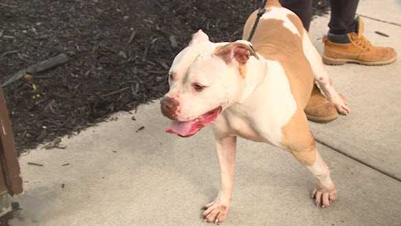 There's a new dog warden in town: Local agency takes command in Hamilton County There's a new dog warden in town: Local agency takes command in Hamilton County