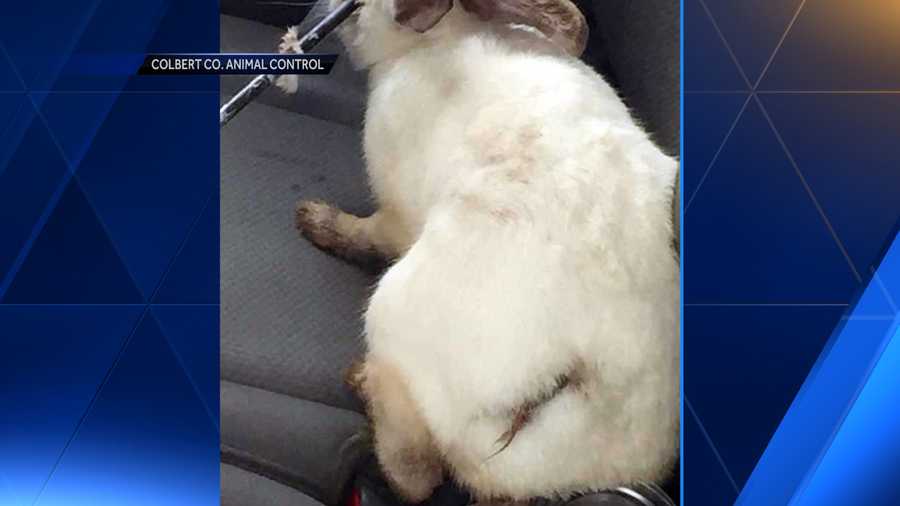 Pet rabbit expected to survive after being shot in the face with arrow