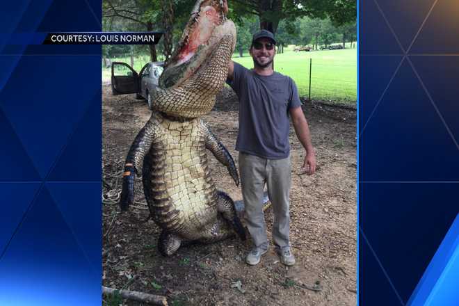 Massive alligators caught by group in Mississippi