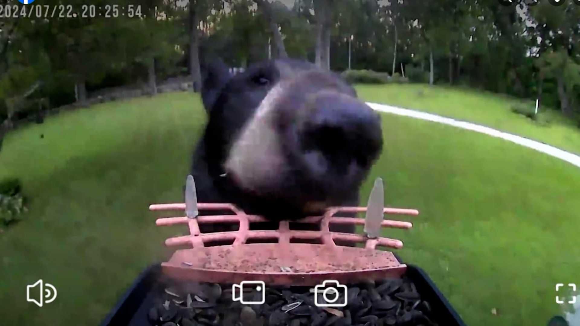 Watch from a bear’s eye view: Bear eats sunflower seeds, takes bird feeder camera