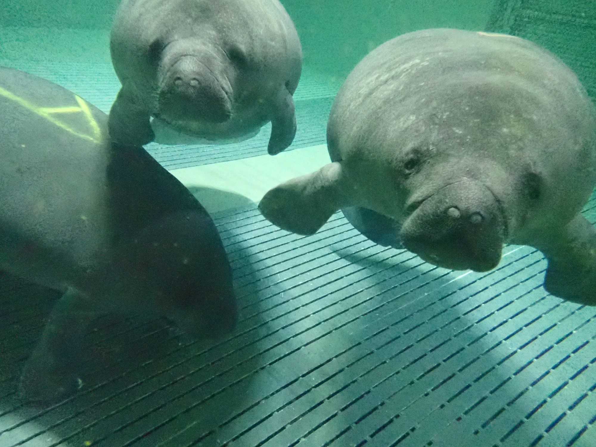 You Can See Cincinnati Zoo's New Manatees, SwimShady, Alby & Manhattan ...