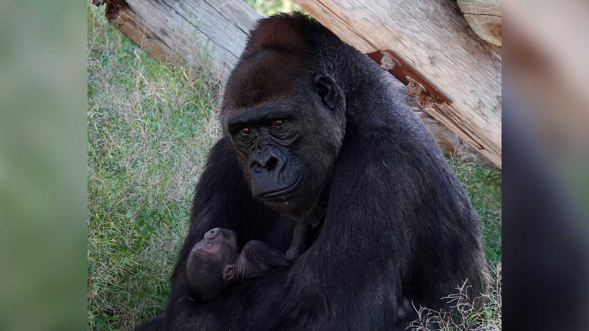 Gorilla gives birth at ABQ BioPark