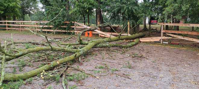 A large tree was blown down by a storm on Wednesday, July 17, 2024, in New Oxford, Adams County.