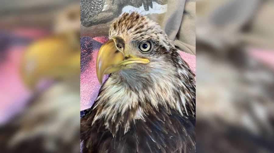 bald eagle bald eagle