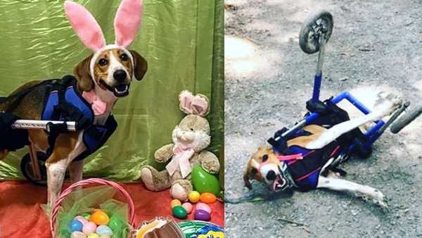 Local two-legged pup named Lieutenant Dan wins big in global pet calendar  contest