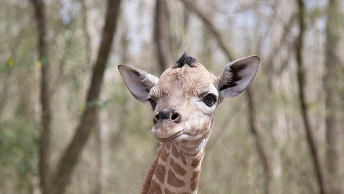 Baby giraffe named 'Burreaux' after LSU's star quarterback