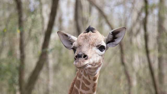 Burreaux, the giraffe named after Bengals QB Joe Burrow, dies