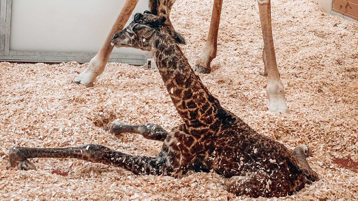 Baby giraffe dies at Nashville Zoo after being stepped on by mother