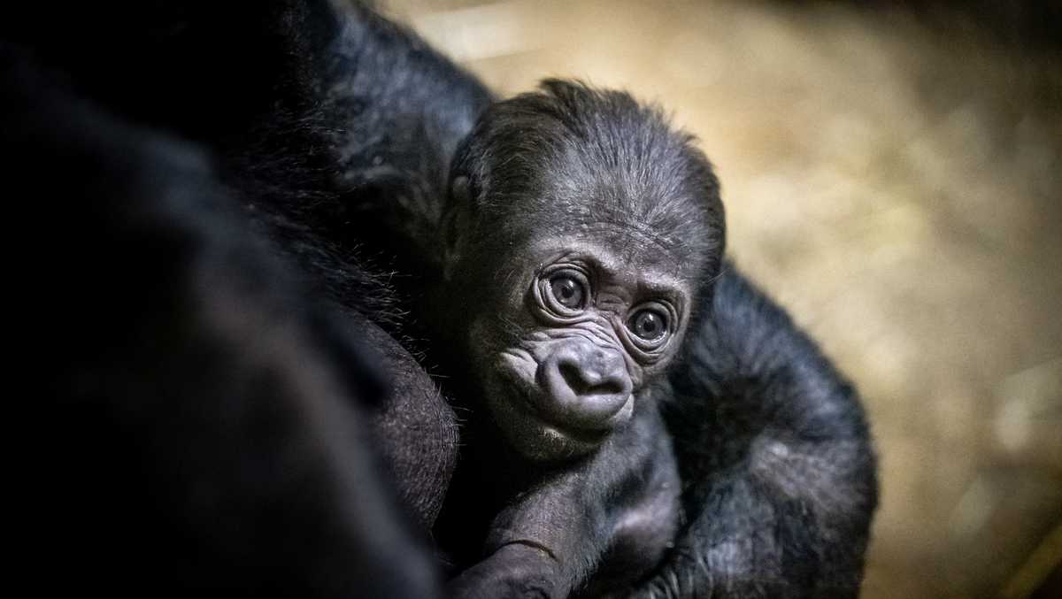 Pittsburgh Zoo welcomes baby gorilla