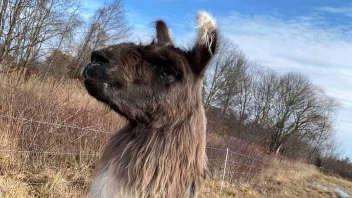 Lost llama in Newburyport