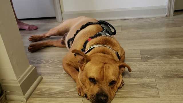 Kentucky Humane Society dog stood up by potential family - Vimarsana News