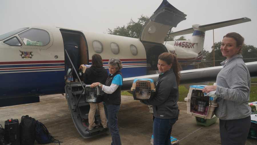 Cats being flown to Washington