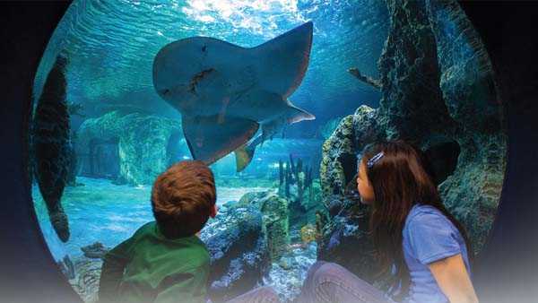 Opening dates announced for additional Kentucky businesses - Newport Aquarium 1589924120.jpg?crop=1.00xw:1