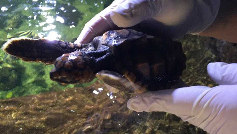 Newport Aquarium shows off rescued loggerhead sea turtle on World Sea ...