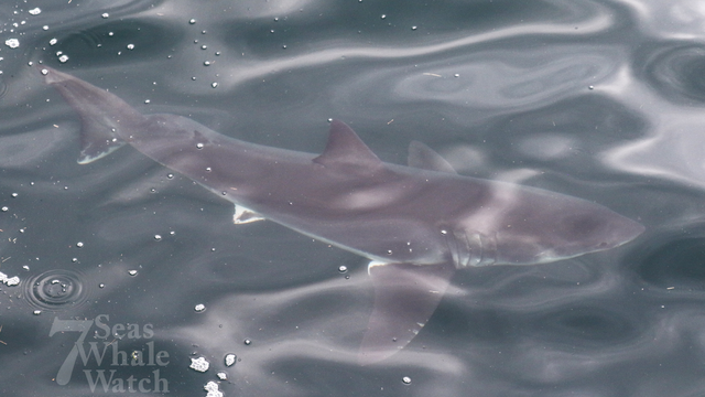 Skip to content Whale watchers spot 2 great white sharks in waters off Gloucester, Massachusetts Whale watchers spot 2 great white sharks in waters off Gloucester, Massachusetts Video Player is loading. / This is a modal window. Beginning of dialog window. Escape will cancel and close the window. Text Color Opacity Text Background Color Opacity Caption Area Background Color Opacity Font Size Text Edge Style Font Family End of dialog window. ✕ EXPLAINS NO SPECIAL EFFECTS WERE NEEDED. THIS WAS A PACKED TOUR BOAT. PEOPLE EXPECTING TO SEE WHALES. THEY ENDED UP SEEING SOMETHING EVEN MORE RARE. IT'S A SIGHT NOBODY EXPECTED. NOT EVEN THESE SEASONED SEAFARERS WHO FIRST SPOTTED A FIN IN THE DISTANCE. I JUST HAD THE MOST CHILDLIKE REACTION OF GIDDY CHEERS AND LAUGHING. AND YOU KNOW, WE HIGH FIVED THE CAPTAIN AND I HIGH FIVES AND IT'S THE BEST. YOU TURN ON THE MICROPHONE AND YOU SAY, WELL, FOLKS, WE HAVE A WHITE SHARK. I THINK I'VE BEEN ON BETWEEN SEVEN AND 8000 WHALE WATCHES, AND I THINK THIS WAS MY SIXTH TIME SEEING ONE. WE WERE LITERALLY TALKING ABOUT A 1 IN 1000 CHANCE OF SEEING A GREAT WHITE ON A WHALE WATCH. HE'S SEEN A FEW SHARKS ON HIS TOURS BEFORE, BUT CAPTAIN J HAS NEVER SEEN SOMETHING LIKE TODAY. THEY DIDN'T JUST HAVE ONE, THERE WERE TWO. WHILE WE WERE WATCHING THAT GREAT WHITE SHARK. ANOTHER FIN APPEARED AND IT WAS A SECOND GREAT WHITE, AND THAT'S WHAT REALLY MADE IT EXTRAORDINARY IS. AND THE TWO OF THEM JUST KEPT CIRCLING, CIRCLING, CIRCLING AT ONE POINT GETTING JUST FIVE FEET AWAY. CLOSE ENOUGH TO SEE EVERY DETAIL, SEE THE EYES, SEE THE MOUTH, SEE THE FINS. AND IT WOULD CIRCLE BACK AROUND. AND IT JUST DID THIS OVER AND OVER AND OVER AGAIN. SO EVERYONE GOT GREAT LOOKS. QUITE A SHOW. IT WAS IT WAS EXCITING. VIDEO OF THE PAIR NOW GOING TO HELP EXPERTS TRACK AND RECORD AND GIVING VISITORS A MEMORY OF A LIFETIME. AND THE WAY WE WERE HIGH FIVING EACH OTHER UP THERE. YOU KNOW, WHEN THEY SEE THAT EXCITEMENT FROM THE CREW, I THINK THEY THEY CAN SENSE THAT THIS IS SOMETHING SPECIAL. OH, THE CREW OF THIS TOUR COMPANY SAYS, DON'T EXPECT TO SEE THOSE SHARKS. JUST APPRECIATE WHEN YOU DO.