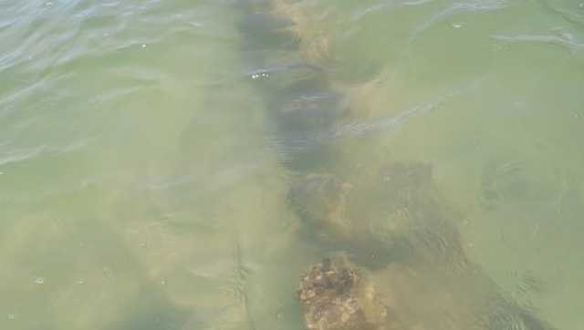 Erosion unearths possible shipwreck in Daytona Beach Shores - Vimarsana News