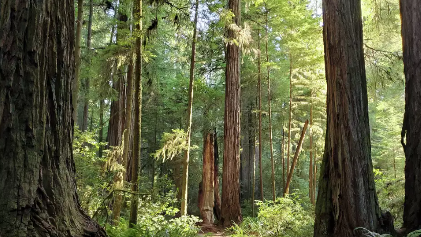 Miles of new hiking trails open at Bear Creek preserve in the Santa ...