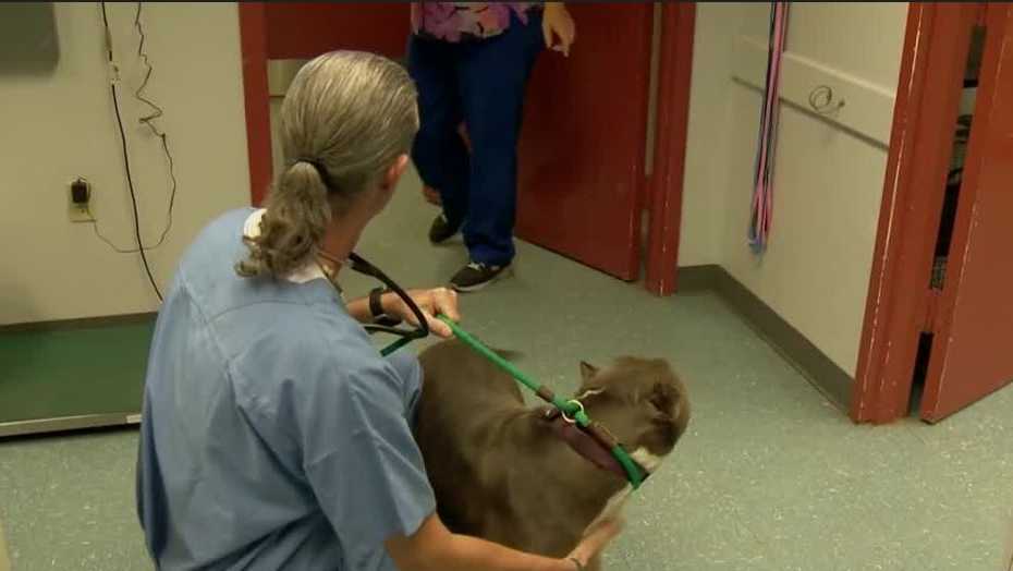 New veterinarian joins Osceola County Animal Services