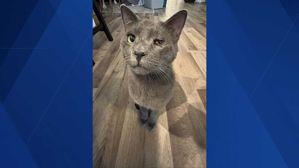 Missing cat euthanized after only 2 hours at Lee County Domestic Animal ...