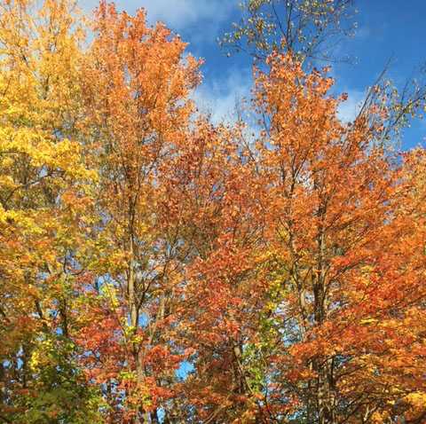 NH Fall Fall leaves