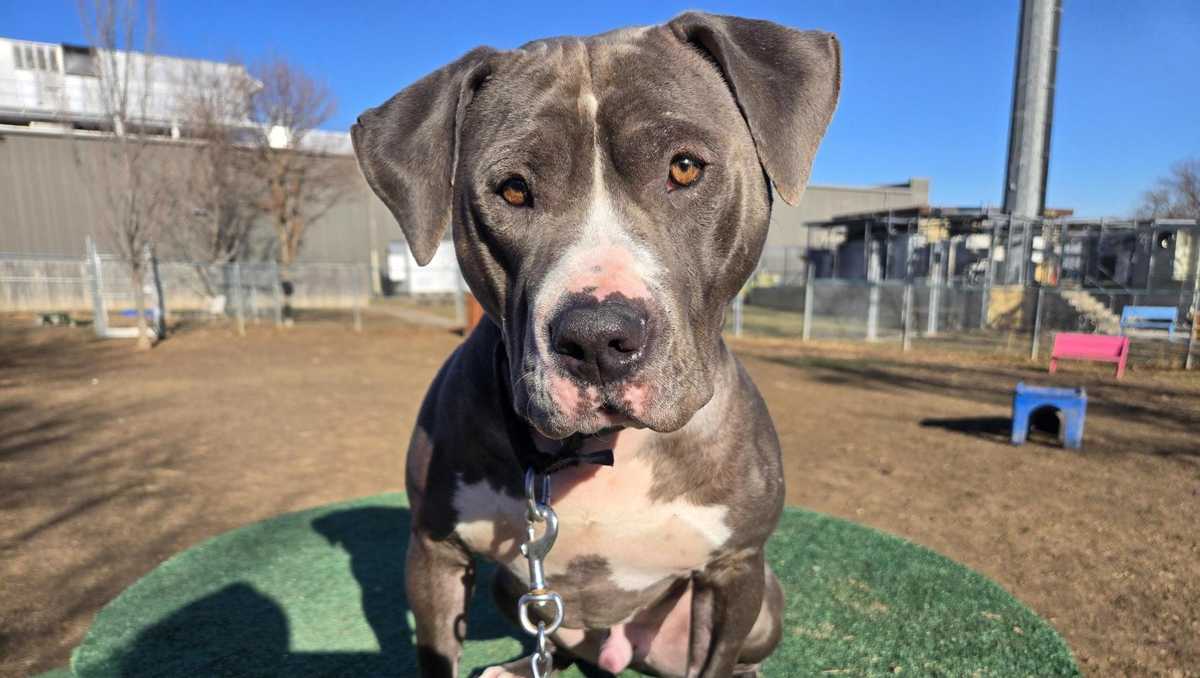 Joyful, excitable blockhead: Meet Nico, the Nebraska Humane Society's pet of the week
