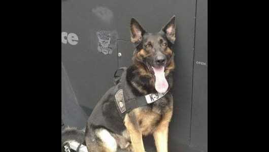 Boston police mourn passing of K9 Nico, one of Marathon Bombing first responders - Vimarsana News