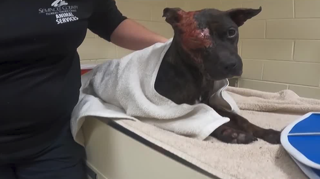 Seminole County vet tech goes above and beyond for animals - Vimarsana News
