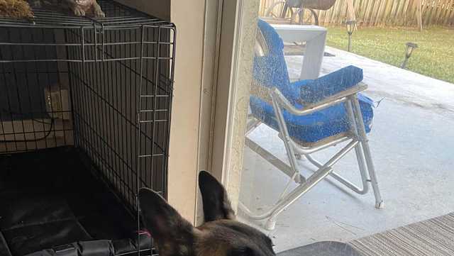 Former Navy SEAL in Port St. Lucie searching for missing service dog - Vimarsana News
