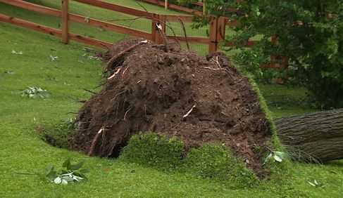 Storm Uproots Trees, Knocks Out Power In Northern Kentucky Neighborhoods