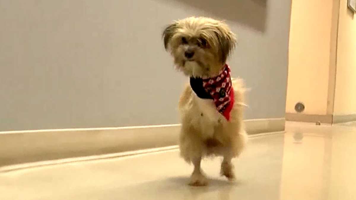 video-california-dog-learns-to-walk-on-2-legs-after-being-hit-by-car