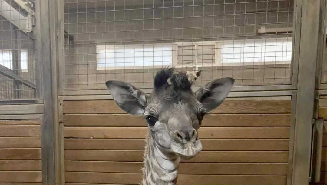 Kansas City Zoo’s giraffe herd continues to grow amid 'baby boom'