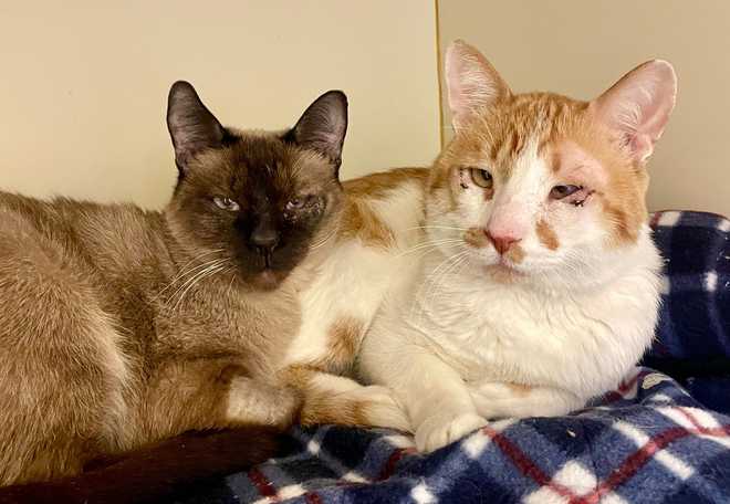 norma,&#x20;cream&#x20;soda