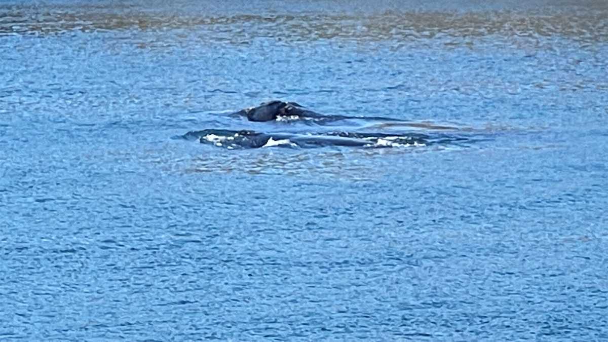 Cape Cod Canal closes while right whale mother, calf swim through