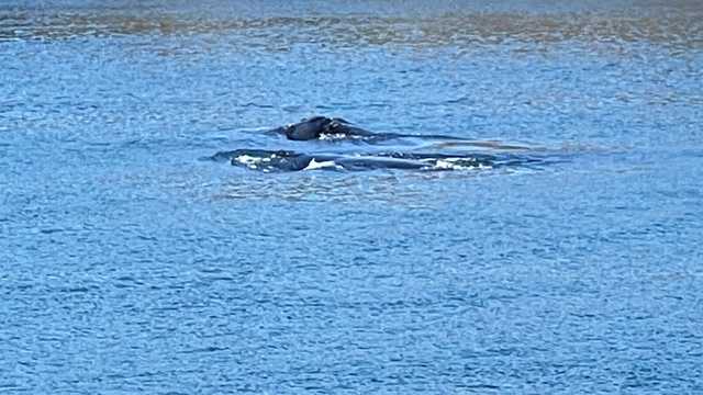 Cape Cod Canal closes while right whale mother, calf swim through - Vimarsana News