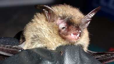 Chatham County officials warn residents after rabid bat found near Highway 80, Pooler Parkway