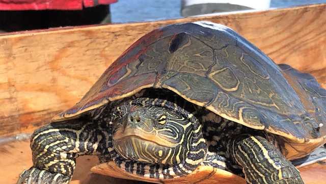 VT Fish & Wildlife: Don't give wild native turtles as gifts - Vimarsana News