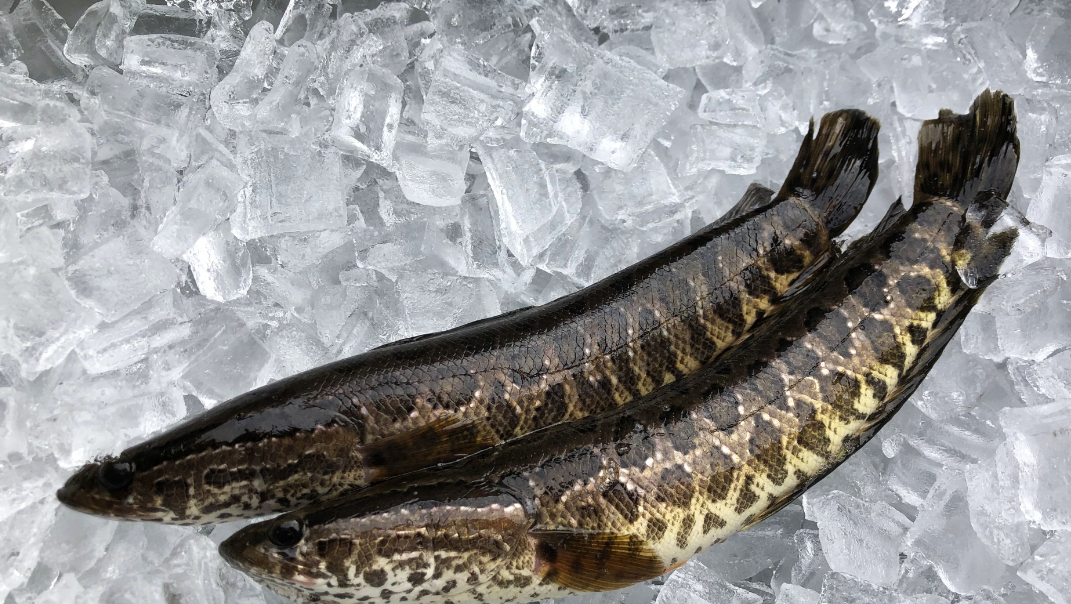 officials warn of invasive fish that survives on land