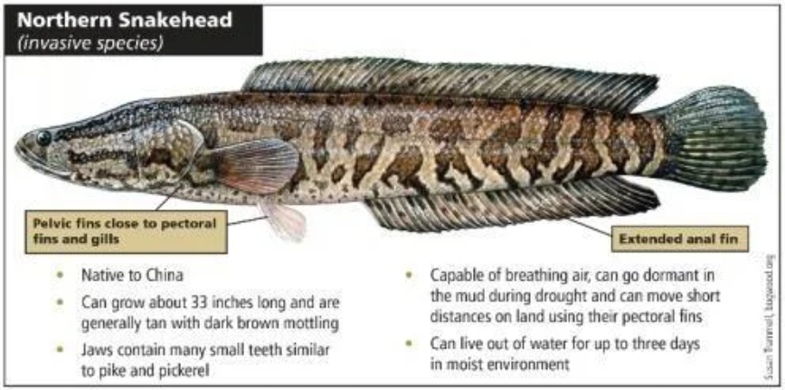 Northern snakehead caught in Missouri, conservation officials warn