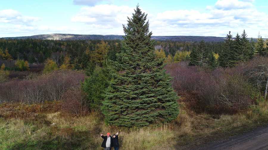 Nova Scotia selects a white spruce for the annual gift of a Christmas Tree for Boston Common.