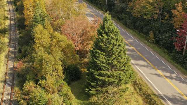 2022 Boston Common 'Tree for Boston' Christmas tree selected in Nova Scotia - Vimarsana News
