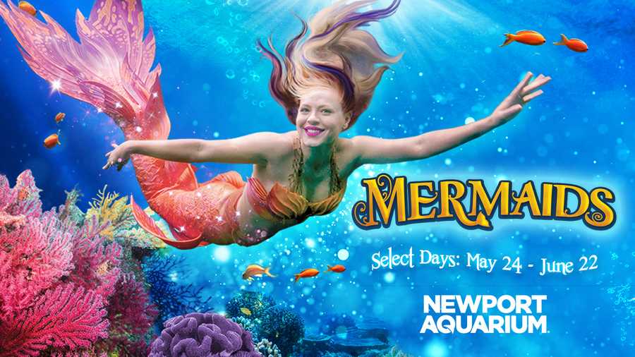 mermaids at newport aquarium 2025