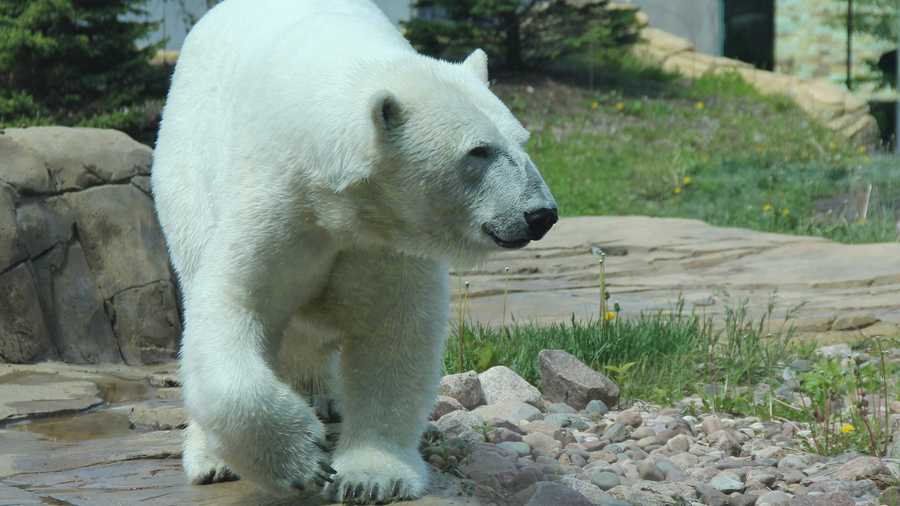 Meet Nuniq! A new male Polar Bear coming to the KC Zoo