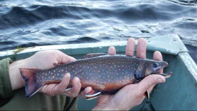Trout found in Lake Colden