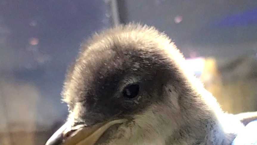 Kansas City, Missouri Zoo introduces new gentoo penguin chick