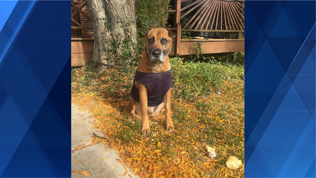 Aggressive buck attacks Deer Park family's dog - Vimarsana News