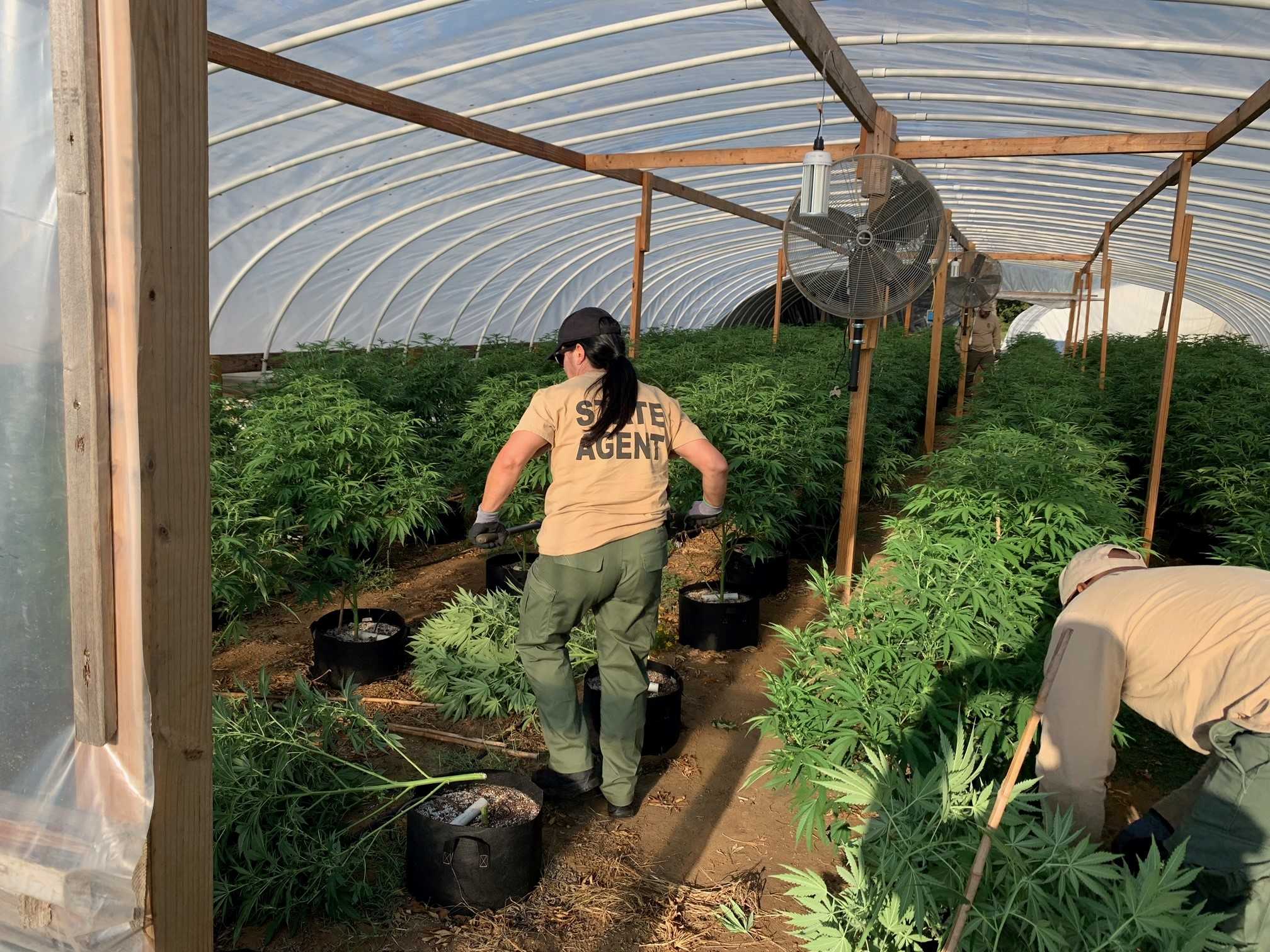 Oklahoma Illegal Marijuana Grow Operations Shut Down