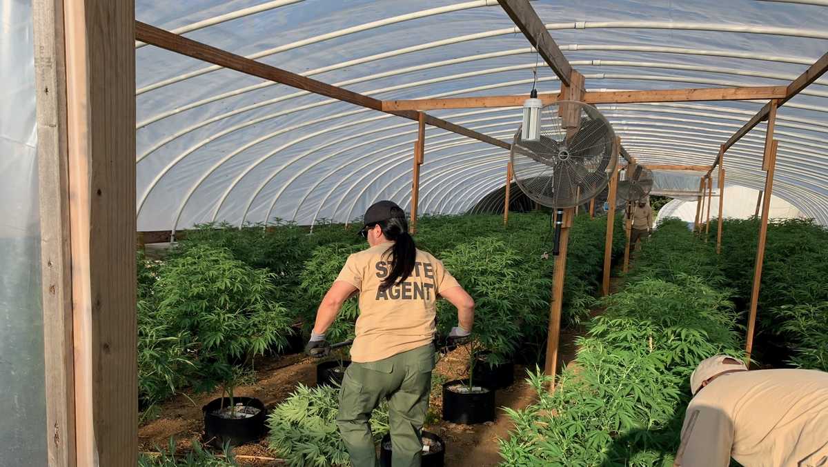 Oklahoma illegal marijuana grow operations shut down