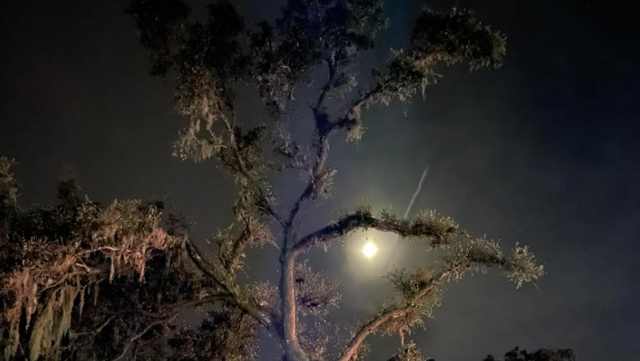 Families displaced after tree falls into Ocala apartment building - Vimarsana News