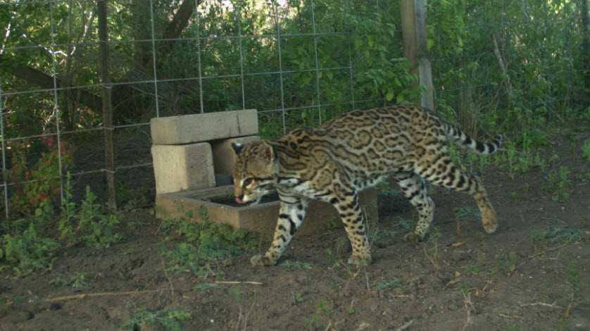 are ocelots fast