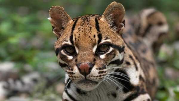 North Carolina Zoo mourns the death of Diego the 22-year-old ocelot - WXII